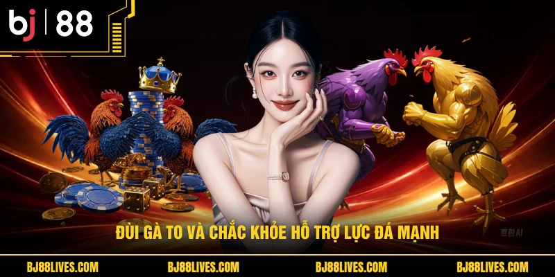 Đùi gà to và chắc khỏe hỗ trợ lực đá mạnh