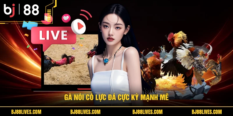 Gà nòi có lực đá cực kỳ mạnh mẽ